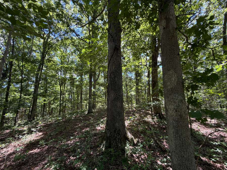 Premier Hunting Land in Gallatin County's Trophy Whitetail Country
